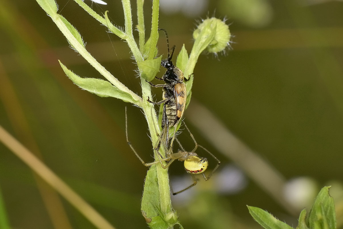 Pachytodes erraticus: 